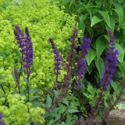 Vorgarten gestaltung