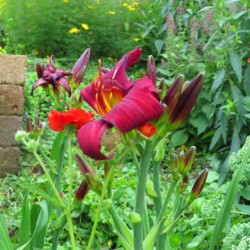 Hemerocallis `Stella in Red´