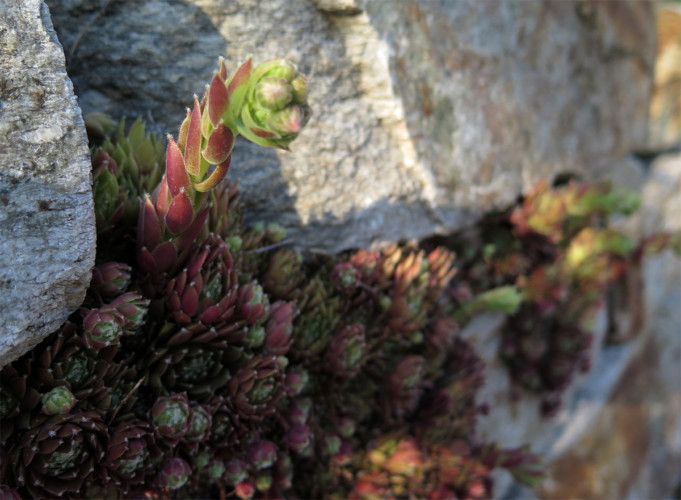 Sempervivum