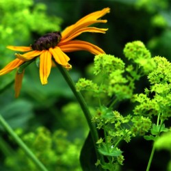 Rudbekia fulgida `Early Bird Gold´