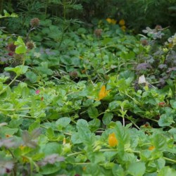 Acaena `Kupferteppich´+Lysimachia nummularia